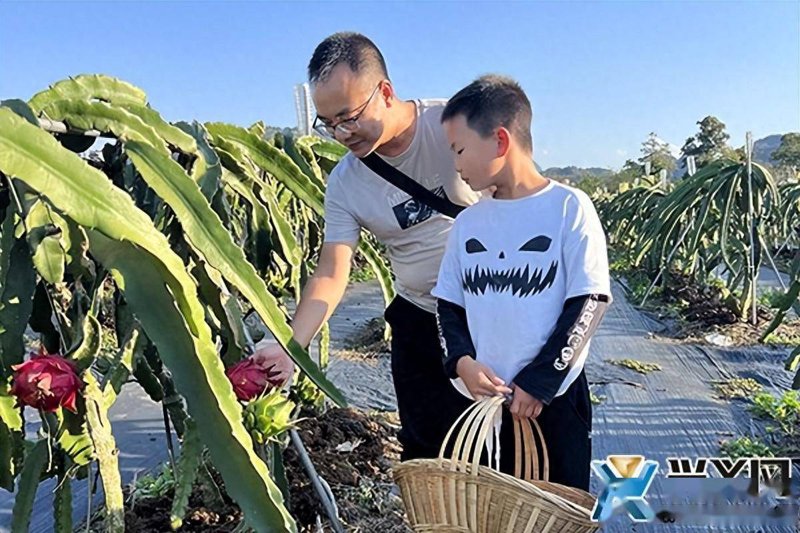 水果采摘园的春天：体验自然乐章