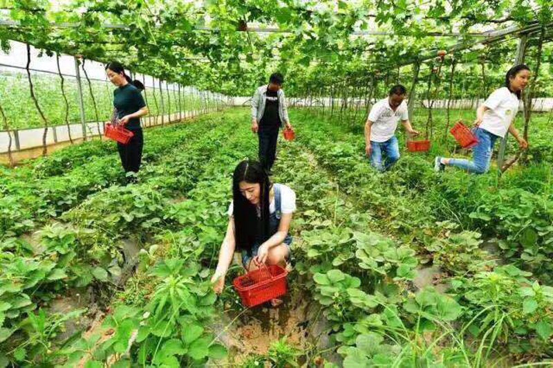 走进采摘的乐趣——水果采摘园的兴起与发展