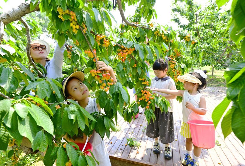 水果采摘园的春天：体验自然乐章