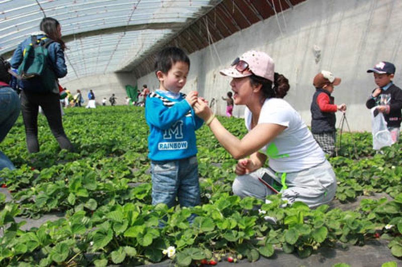 草莓采摘之乐：春日里的甜蜜收获